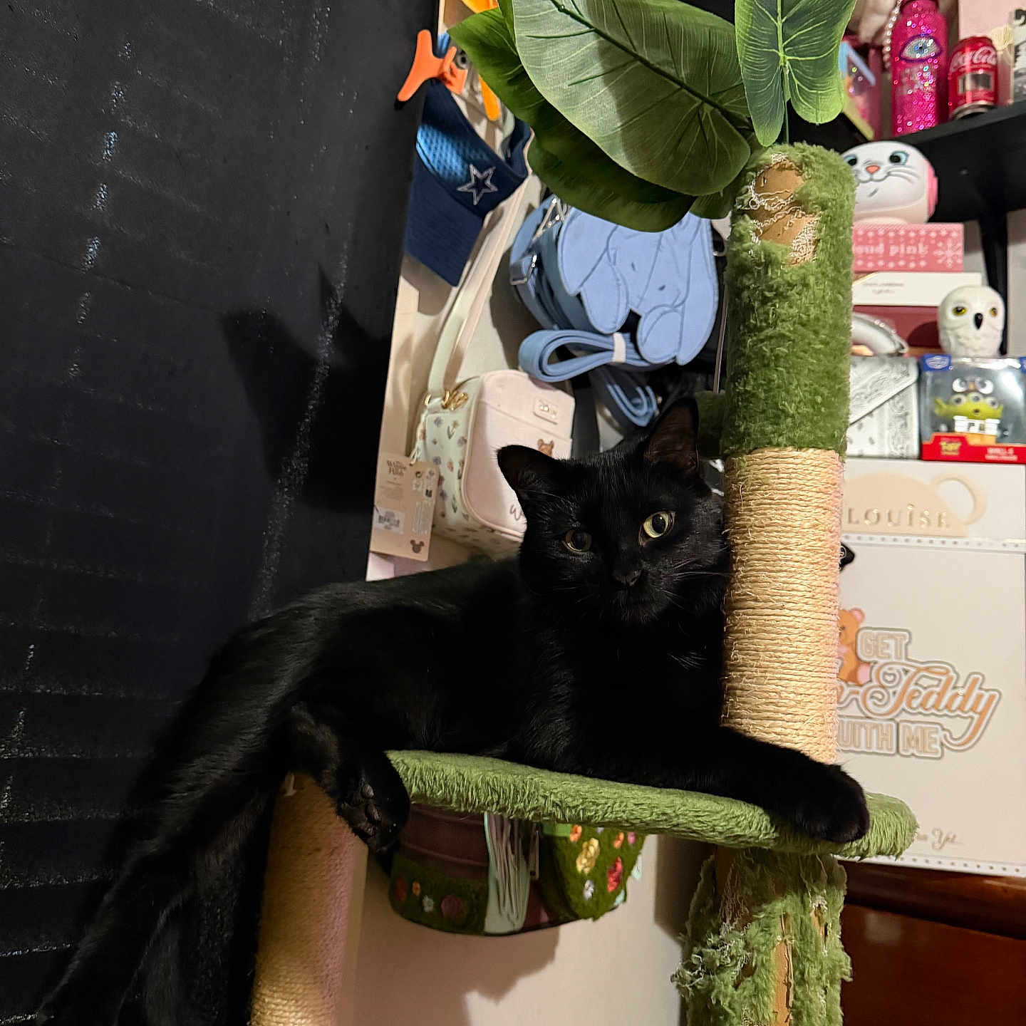 Nova is registered to the contest to win money with this photo: black_cat, cat, feline, pet, animal, sitting, lounging, green_cat_tree, scratching_post, indoor, home, room, plant_leaves, artificial_plant, plush_toys, owl_figurines, shelves, decorations, black_fur, portrait