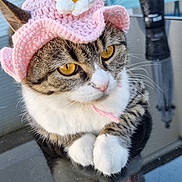Chanel participe au concours pour gagner de l'argent avec cette photo : cat, tabby_cat, yellow_eyes, pink_hat, crocheted_hat, flower_hat, pet, animal, reflection, paws, outdoor, table, furniture, calm, close_up, cute, domestic_cat, whiskers, ears, soft_light