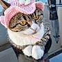 cat, tabby_cat, yellow_eyes, pink_hat, crocheted_hat, flower_hat, pet, animal, reflection, paws, outdoor, table, furniture, calm, close_up, cute, domestic_cat, whiskers, ears, soft_light