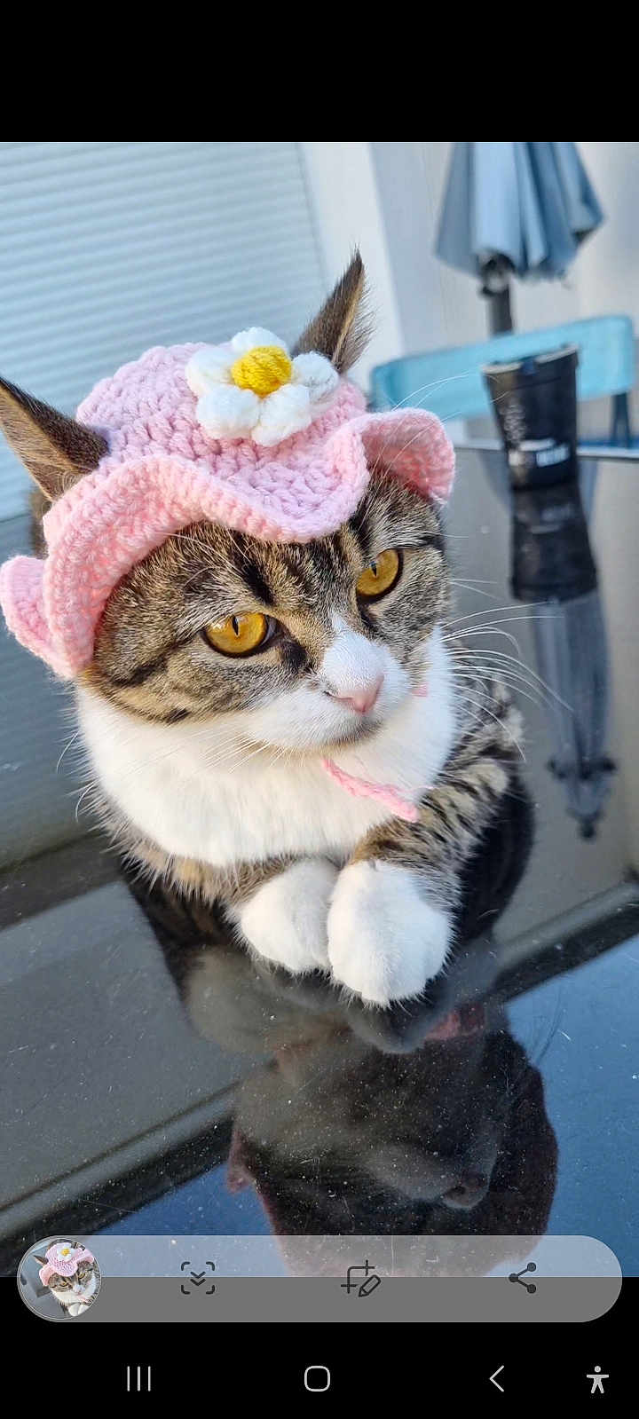 Chanel participe au concours pour gagner de l'argent avec cette photo : cat, tabby_cat, yellow_eyes, pink_hat, crocheted_hat, flower_hat, pet, animal, reflection, paws, outdoor, table, furniture, calm, close_up, cute, domestic_cat, whiskers, ears, soft_light
