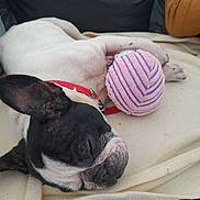 Pepite a rejoint le concours — aidez-le/la à gagner de superbes lots ! adult, animal, bostonbull, bulldog, canine, clothing, couch, cushion, dog, frenchbulldog, furniture, hat, homedecor, male, man, person, pet, pitbull, puppy, sleeping