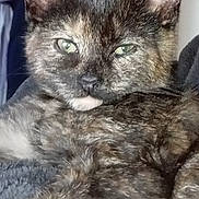 Bee joined the competition — help win amazing prizes! animal, cat, close_up, companion, cozy, cute, ears, face, feline, fur, green_eyes, indoor, mammal, pet, portrait, relaxed, resting, sleepy, tortoiseshell, whiskers