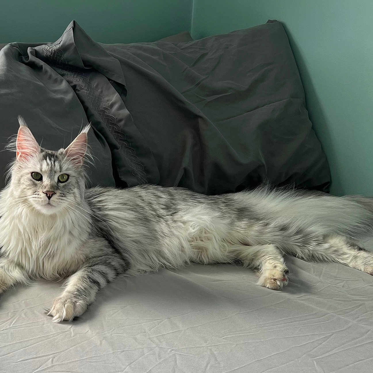 Xena joined the competition — help win amazing prizes! bed, cat, domestic_animal, ears, feline, fluffy, fur, gray, indoor, long_hair, lying_down, pet, pillow, quiet, relaxed, resting, silver_tabby, sleep_area, tail, whiskers