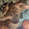 cat, tabby, feline, pet, animal, lying_down, sleeping, relaxed, cozy, bed, blanket, bedding, bedroom, striped_fur, whiskers, ears, green_eyes, indoor, close_up, portrait