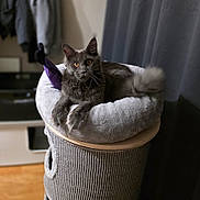 Arés a rejoint le concours — aidez-le/la à gagner de superbes lots ! amber_eyes, animal, cat, cat_bed, cat_tower, cozy, curtain, domestic, ears, furniture, gray_cat, home, indoor, looking_at_camera, pet, plush, relaxed, soft_texture, tail, whiskers
