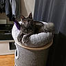 cat, gray_cat, pet, indoor, cat_bed, cat_tower, furniture, curtain, cozy, relaxed, amber_eyes, plush, soft_texture, animal, looking_at_camera, whiskers, ears, tail, home, domestic