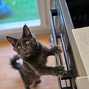 Arés a rejoint le concours — aidez-le/la à gagner de superbes lots ! cat, gray_cat, yellow_eyes, pet, curious, kitchen, oven, door_handle, indoor, animal, feline, standing, paw, fur, whiskers, window, floor, home, domestic_cat, looking_up