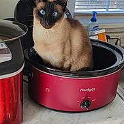Lacey is registered to the contest to win money with this photo: cat, siamese_cat, blue_eyes, kitchen, crockpot, countertop, appliance, soap_dispenser, window, curious, pet, indoor, feline, marble_counter, food_preparation, household, domestic, still_life, animal, cute