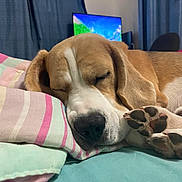Wallice joined the competition — help win amazing prizes! dog, beagle, sleeping, bed, pillow, paw, indoor, curtains, television, resting, closeup, pet, cozy, home, animal, fur, relaxation, cute, comfort, domestic