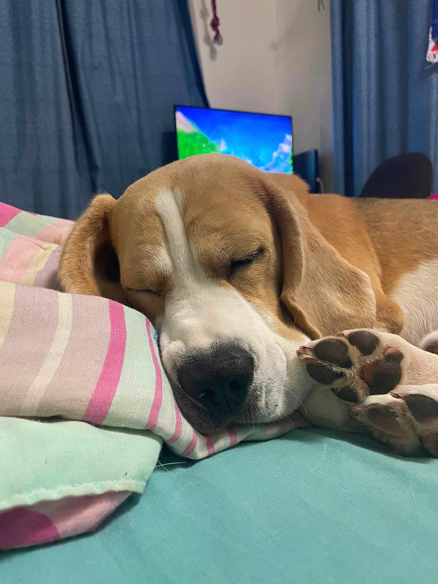 Wallice joined the competition — help win amazing prizes! dog, beagle, sleeping, bed, pillow, paw, indoor, curtains, television, resting, closeup, pet, cozy, home, animal, fur, relaxation, cute, comfort, domestic