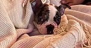 Moo joined the competition — help win amazing prizes! animal, blanket, boston_terrier, closeup, cozy, cuddly, dog, ears, eyes, face, indoors, nose, person, pet, portrait, puppy, sleeping, tattoo, textile, warm_lighting