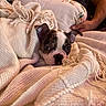 animal, blanket, boston_terrier, closeup, cozy, cuddly, dog, ears, eyes, face, indoors, nose, person, pet, portrait, puppy, sleeping, tattoo, textile, warm_lighting