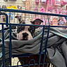 Moo is registered to the contest to win money with this photo: animal, black_and_white, blanket, boston_terrier, canine, cart_bars, close_up, cozy, cute, dog, floppy_ears, gray_blanket, indoor, pet_store, pet_supplies, portrait, puppy, retail, shopping_cart, wide_eyes