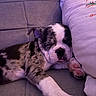 Moo joined the competition — help win amazing prizes! black_and_white, bulldog, couch, cozy, cushion, cute, dog, indoors, nap, paw, pet, portrait, puppy, purple_lighting, relaxed, short_hair, sleeping, sofa, tongue, wrinkles