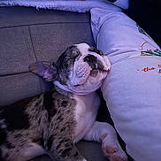 Moo is registered to the contest to win money with this photo: animal, black_and_white, blanket, brindle, bulldog, couch, cute, dog, indoors, lying_down, paw, pet, pillows, portrait, relaxed, sleeping, snout, sofa, upside_down, wrinkled_face