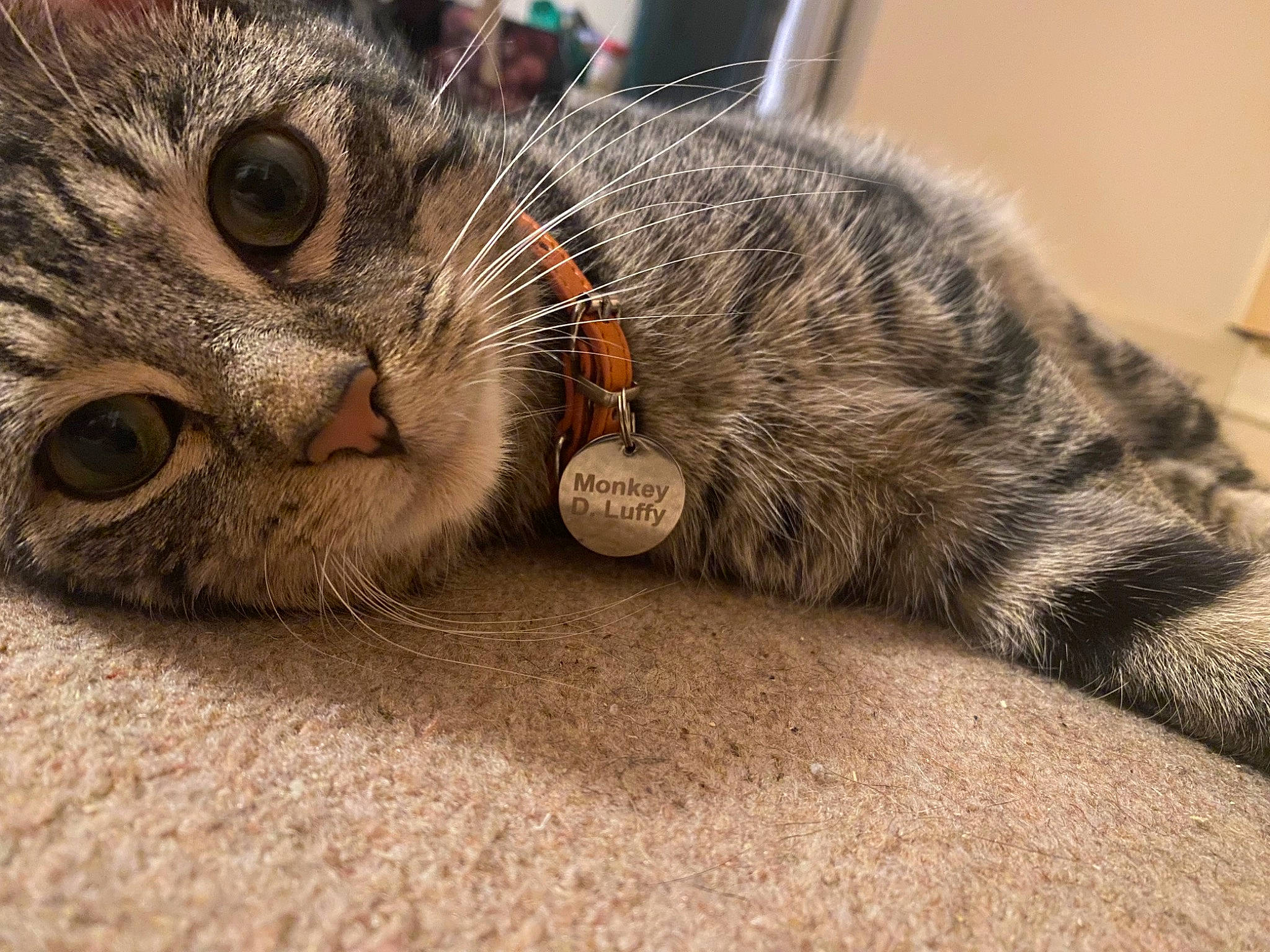 Luffy is registered to the contest to win money with this photo: carnivore, cat, claw, comfort, domestic_short_haired_cat, eye, felidae, fur, paw, small_to_medium_sized_cats, snout, tail, terrestrial_animal, whiskers, wildlife