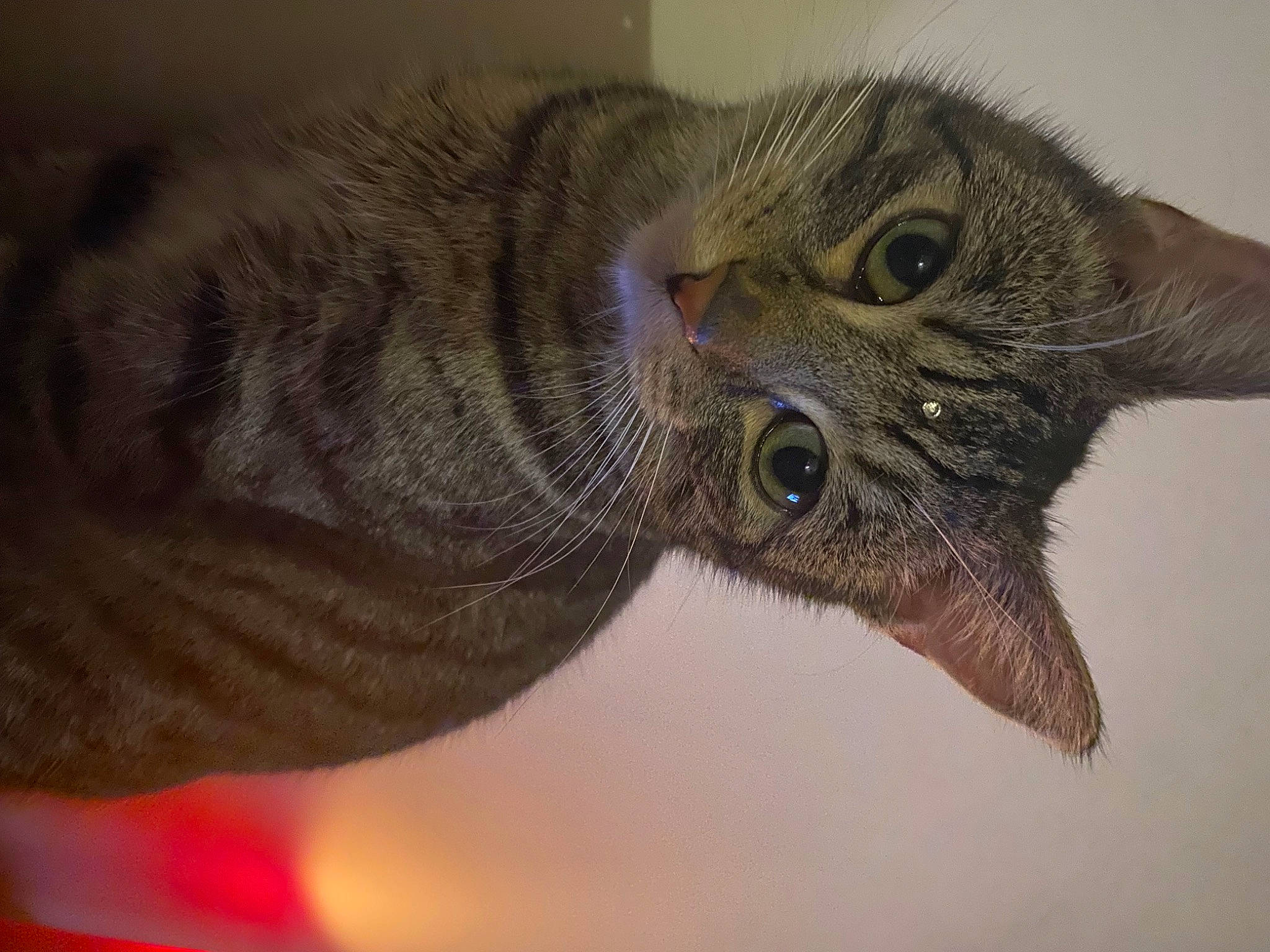 Luffy joined the competition — help win amazing prizes! carnivore, cat, claw, domestic_short_haired_cat, ear, felidae, fur, macro_photography, paw, small_to_medium_sized_cats, snout, terrestrial_animal, whiskers, wildlife