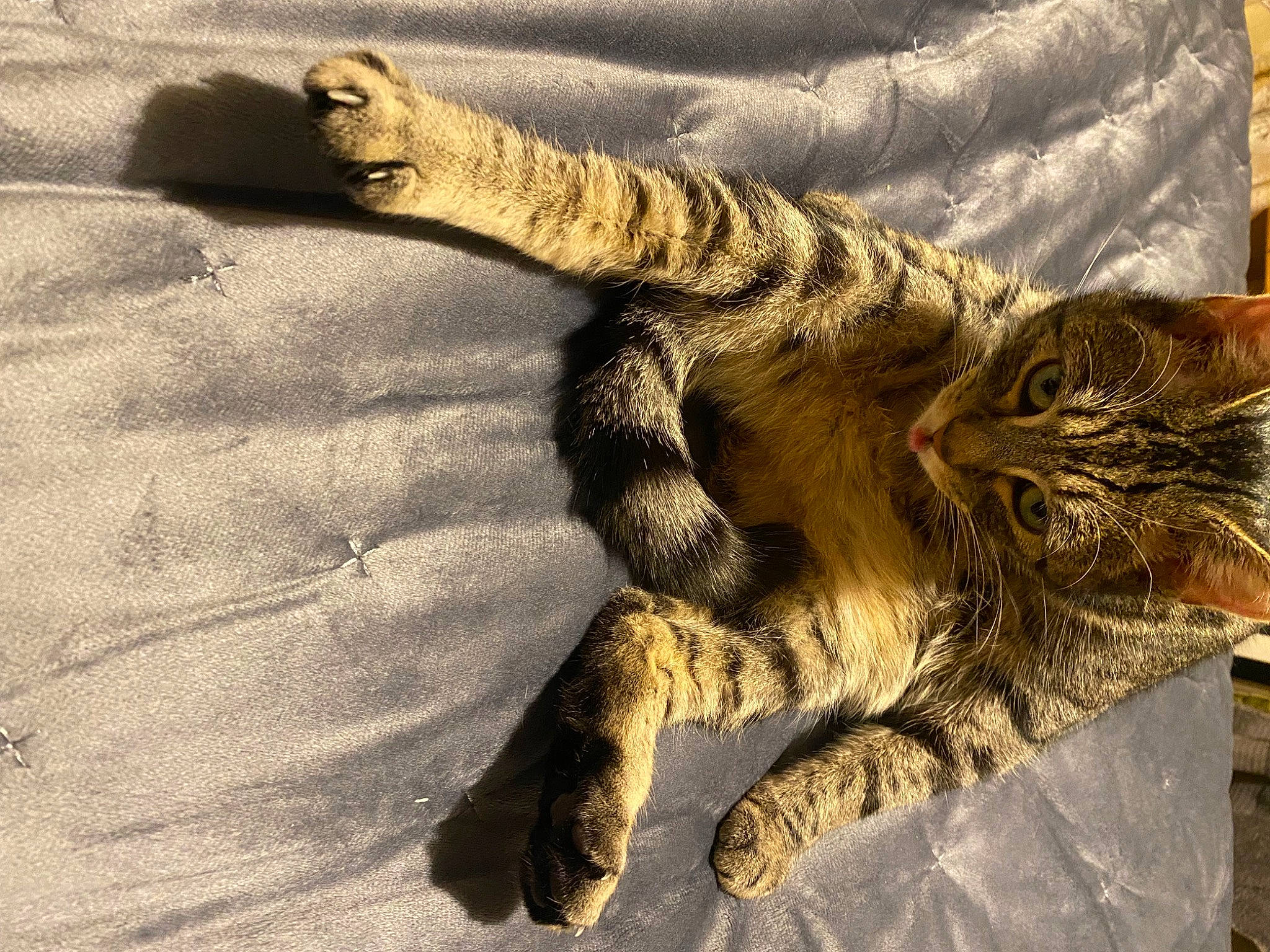 Luffy is registered to the contest to win money with this photo: carnivore, cat, claw, comfort, domestic_short_haired_cat, felidae, foot, fur, paw, shadow, small_to_medium_sized_cats, snout, tail, terrestrial_animal, tree, whiskers, wildlife, wood