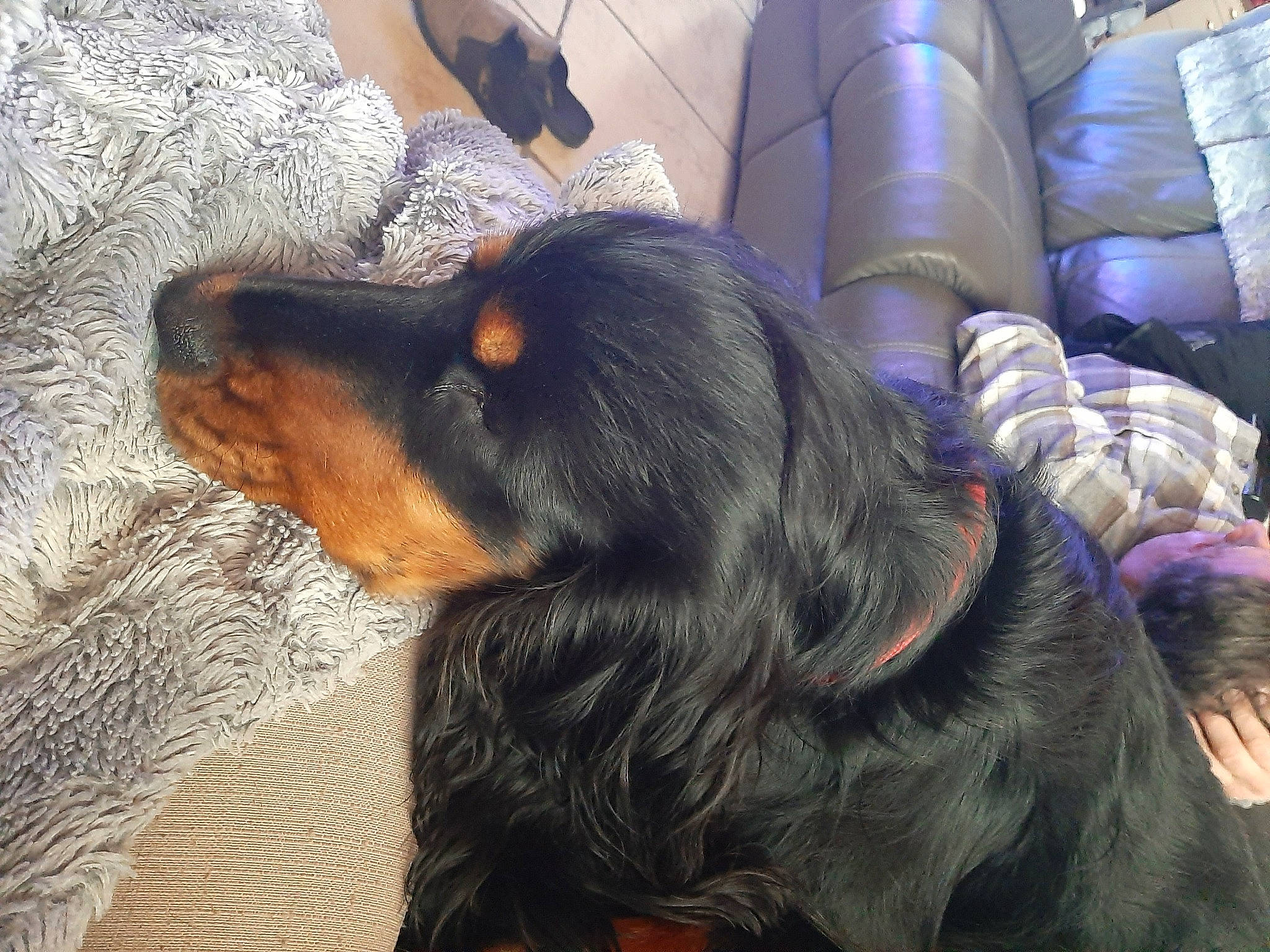 Randy a rejoint le concours — aidez-le/la à gagner de superbes lots ! canidae, carnivore, comfort, companion_dog, dog, dog_breed, ear, fur, king_charles_spaniel, liver, paw, smile, snout, spaniel, sporting_group, terrestrial_animal, whiskers, working_animal, working_dog