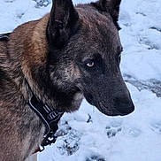 Nino participe au concours pour gagner de l'argent avec cette photo : dog, canine, snow, snowy_ground, paw_prints, harness, ear, muzzle, portrait, side_profile, fur, winter, outdoor, paw, leash, droplet, attentive, close_up, animal, pet