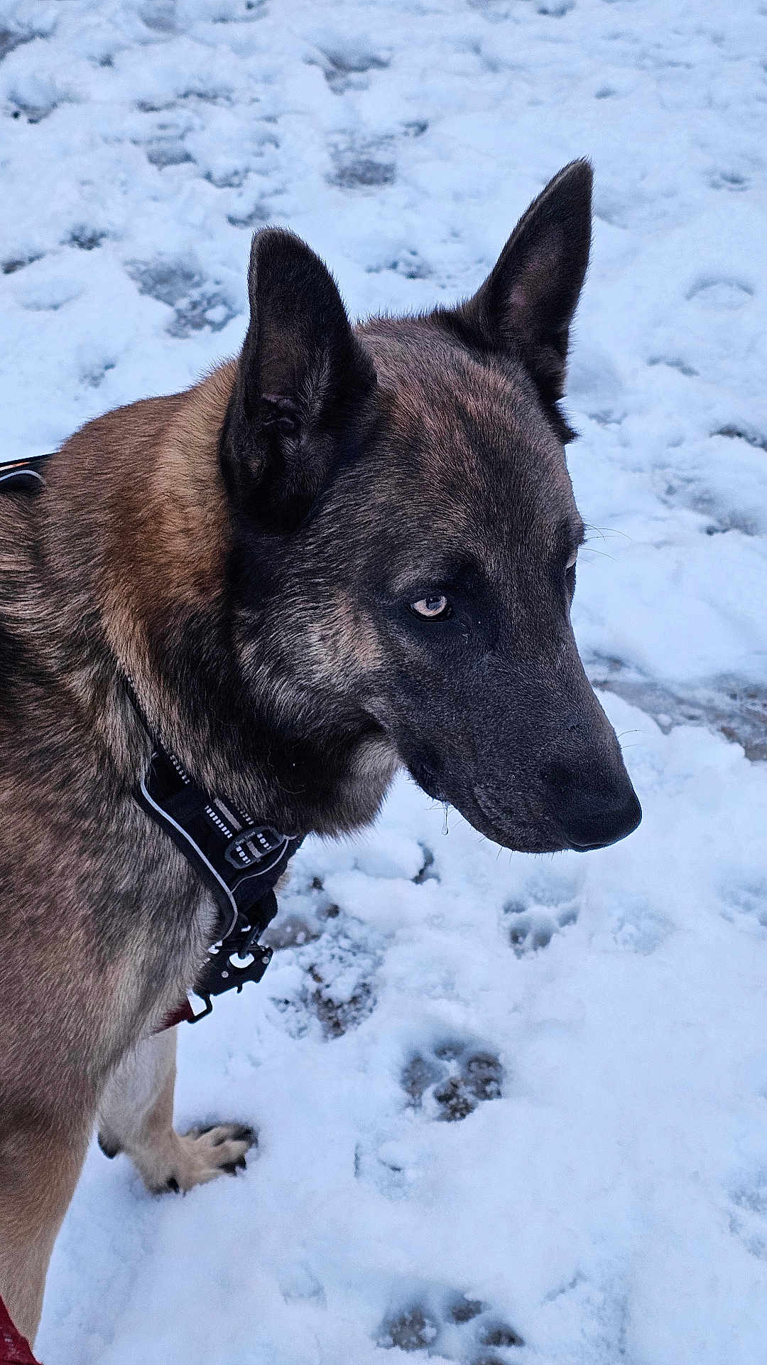 Nino participe au concours pour gagner de l'argent avec cette photo : dog, canine, snow, snowy_ground, paw_prints, harness, ear, muzzle, portrait, side_profile, fur, winter, outdoor, paw, leash, droplet, attentive, close_up, animal, pet