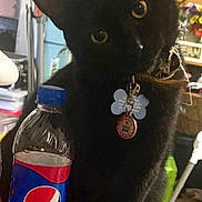 Ferguson Draco joined the competition — help win amazing prizes! animal, beverage, black_cat, bottle, cat, clutter, collar, container, curious, domestic, drink, feline, floor, head_tilt, indoor, leopard_print, pepsi, pet, shelf, tag