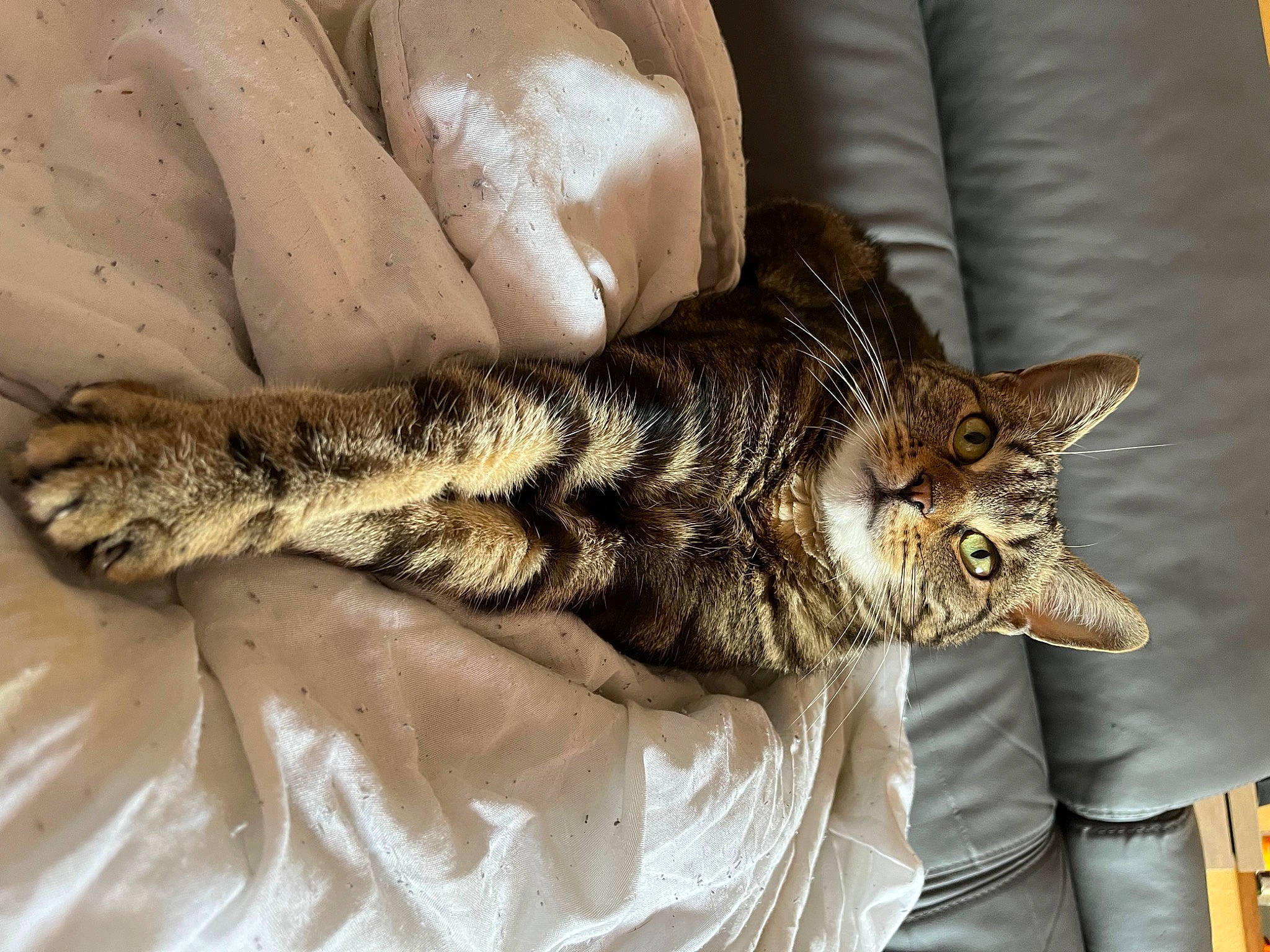 Nala a rejoint le concours — aidez-le/la à gagner de superbes lots ! bed, bedding, carnivore, cat, claw, comfort, couch, domestic_short_haired_cat, eye, felidae, fur, human_leg, linens, nap, paw, sleep, small_to_medium_sized_cats, snout, tail, whiskers