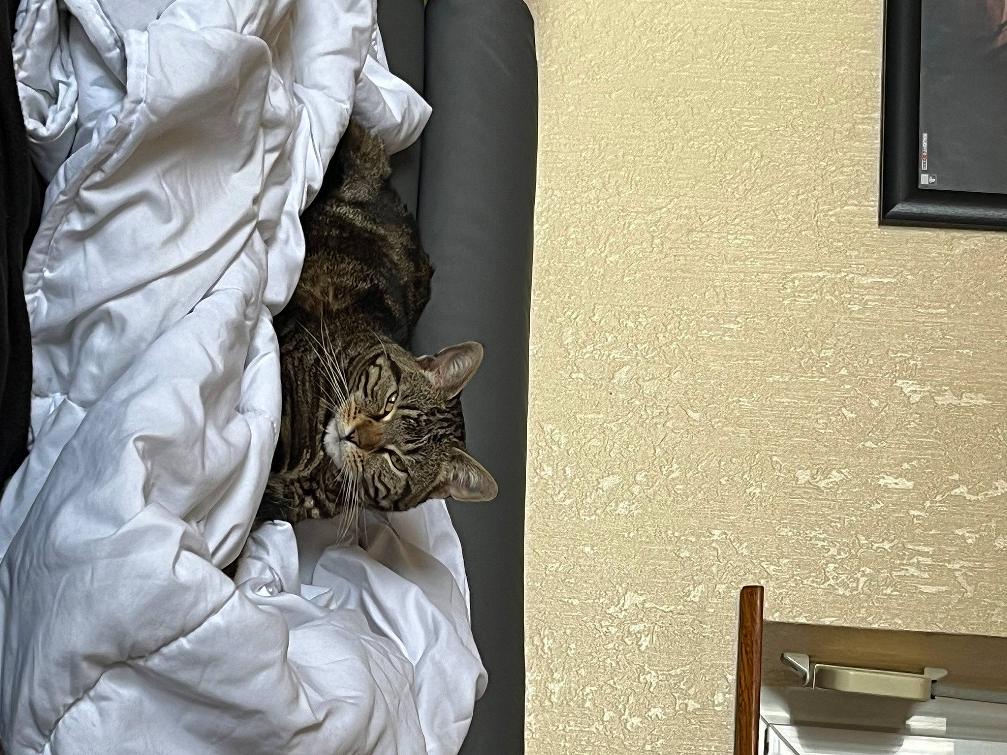 Nala a rejoint le concours — aidez-le/la à gagner de superbes lots ! carnivore, cat, chair, comfort, felidae, flooring, grey, hardwood, human_leg, linens, metal, pattern, rectangle, sleeve, small_to_medium_sized_cats, table, textile, whiskers, window, wood