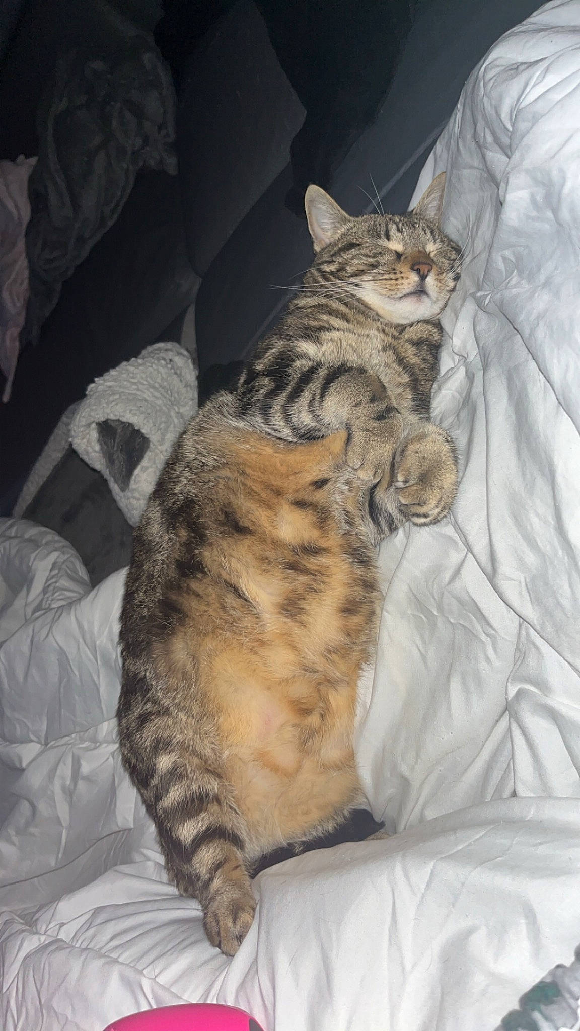 Nala a rejoint le concours — aidez-le/la à gagner de superbes lots ! bed, carnivore, cat, claw, comfort, domestic_short_haired_cat, felidae, foot, fur, nap, paw, sitting, small_to_medium_sized_cats, snout, tail, terrestrial_animal, whiskers