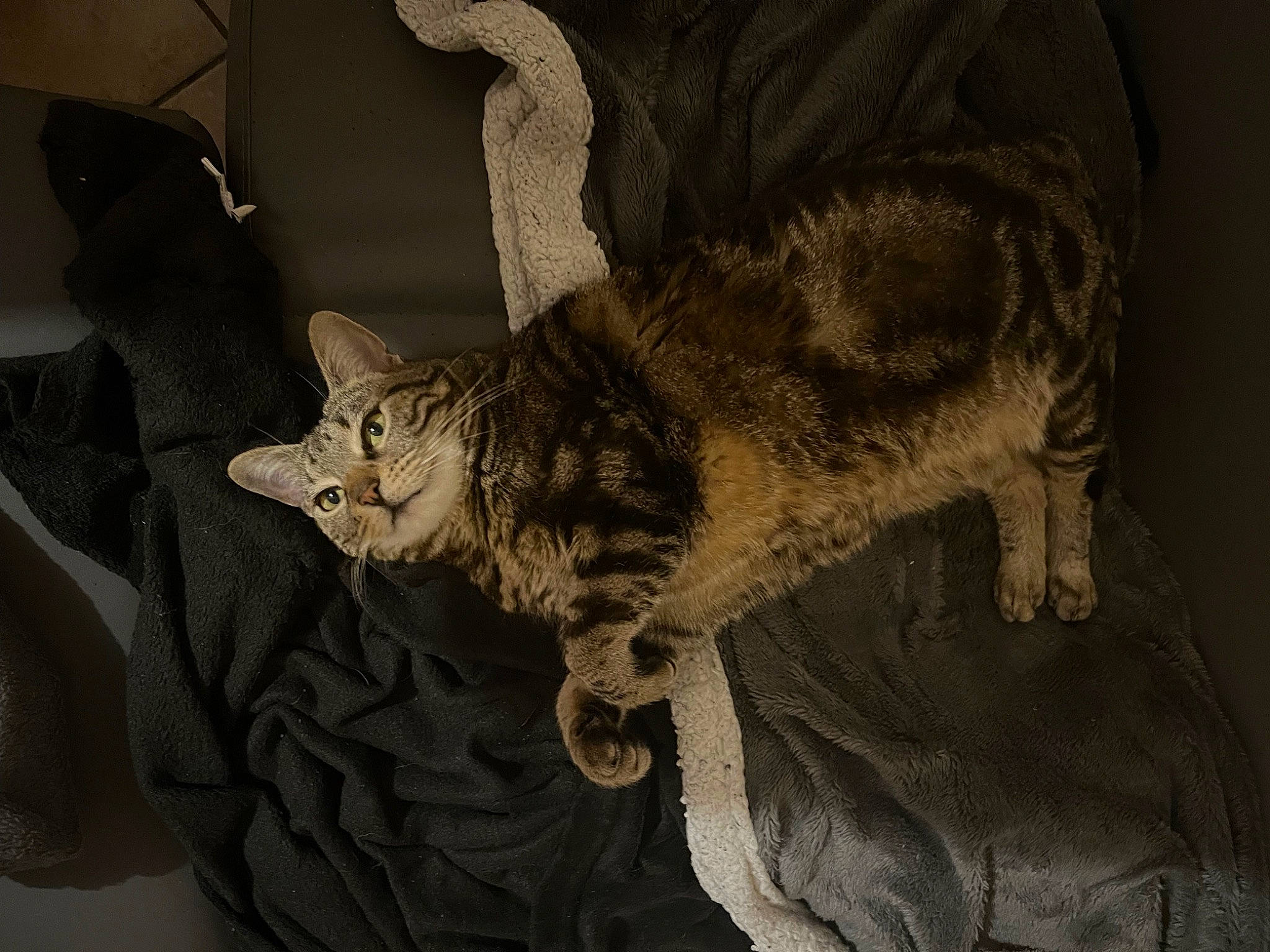 Nala a rejoint le concours — aidez-le/la à gagner de superbes lots ! carnivore, cat, claw, comfort, domestic_short_haired_cat, felidae, fur, grey, linens, nap, paw, sleep, small_to_medium_sized_cats, snout, tail, terrestrial_animal, whiskers