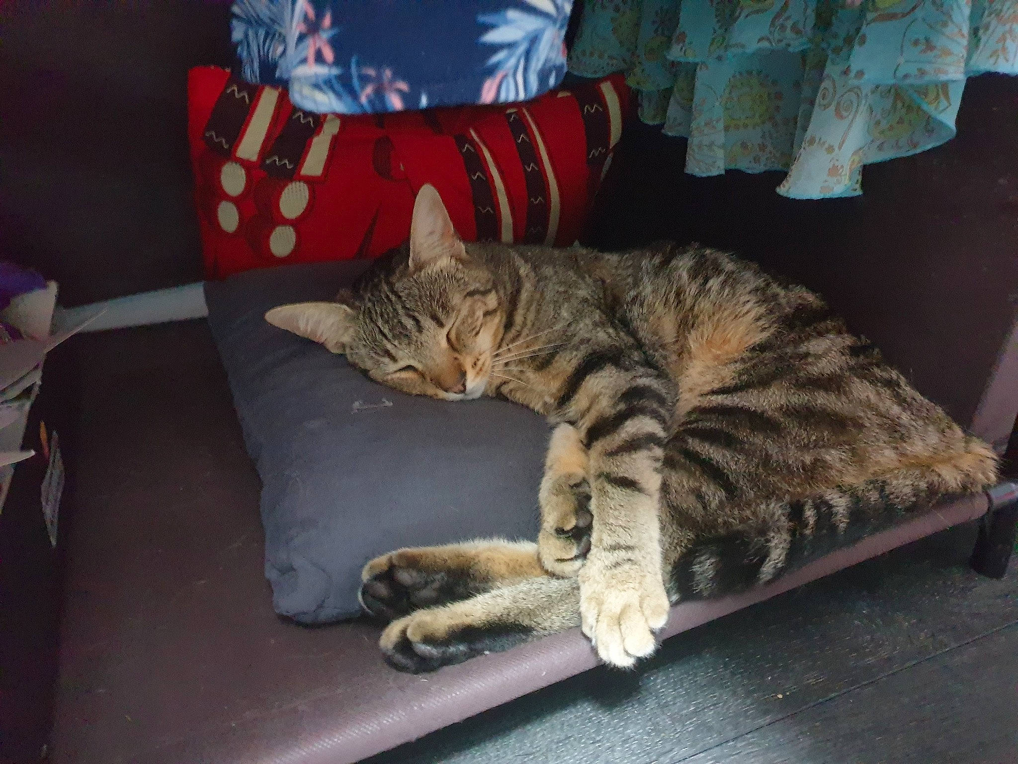 Soquette a rejoint le concours — aidez-le/la à gagner de superbes lots ! asian, california_spangled, carnivore, cat, domestic_short_haired_cat, dragon_li, egyptian_mau, european_shorthair, felidae, nap, ocicat, paw, pixie_bob, sleep, small_to_medium_sized_cats, sokoke, tabby_cat, toyger, whiskers, wild_cat