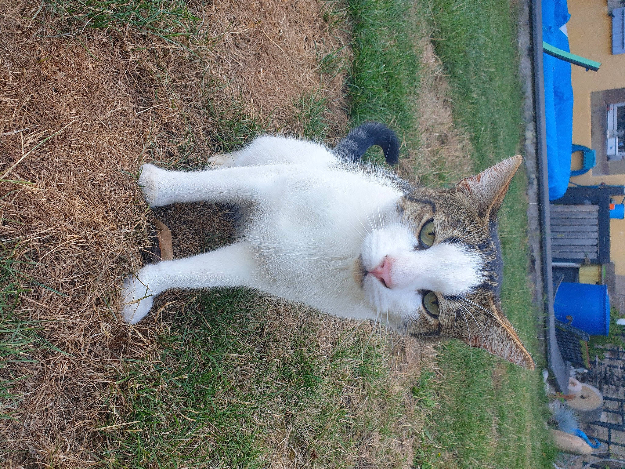 Oréo a rejoint le concours — aidez-le/la à gagner de superbes lots ! cat, felidae, grass, tail