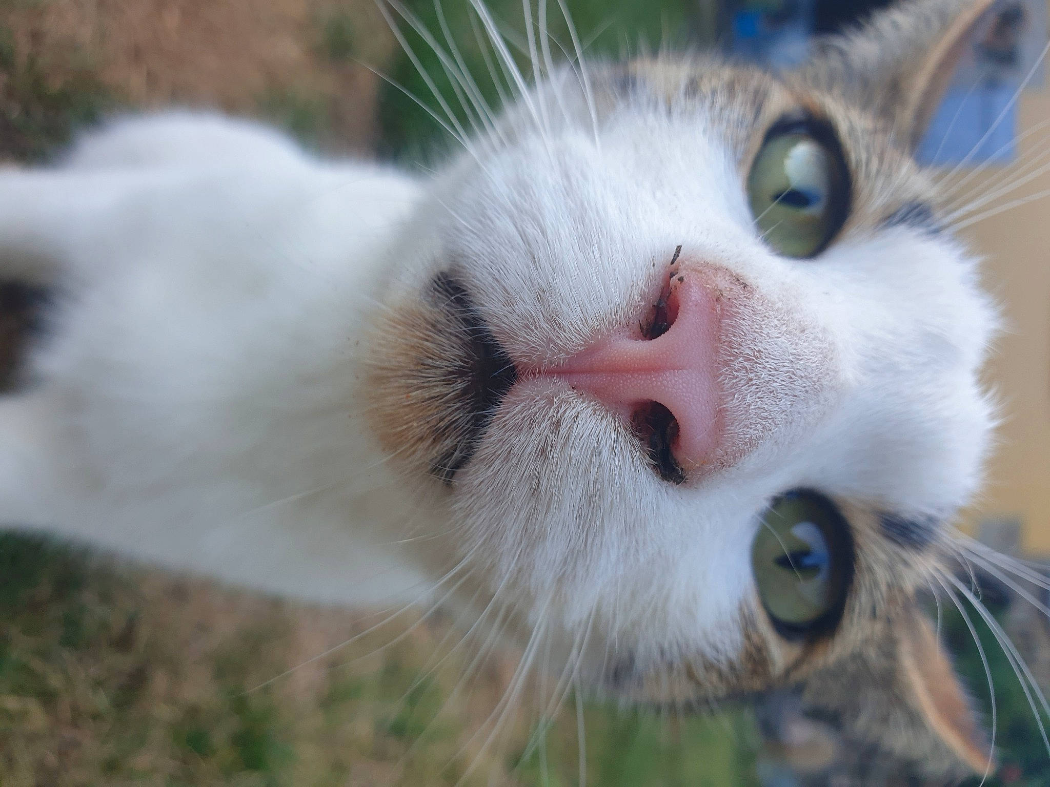 Oréo participe au concours pour gagner de l'argent avec cette photo : aegean_cat, american_wirehair, carnivore, cat, close_up, domestic_short_haired_cat, european_shorthair, eye, felidae, fur, grass, japanese_bobtail, mammal, nose, paw, polydactyl_cat, small_to_medium_sized_cats, snout, turkish_van, whiskers