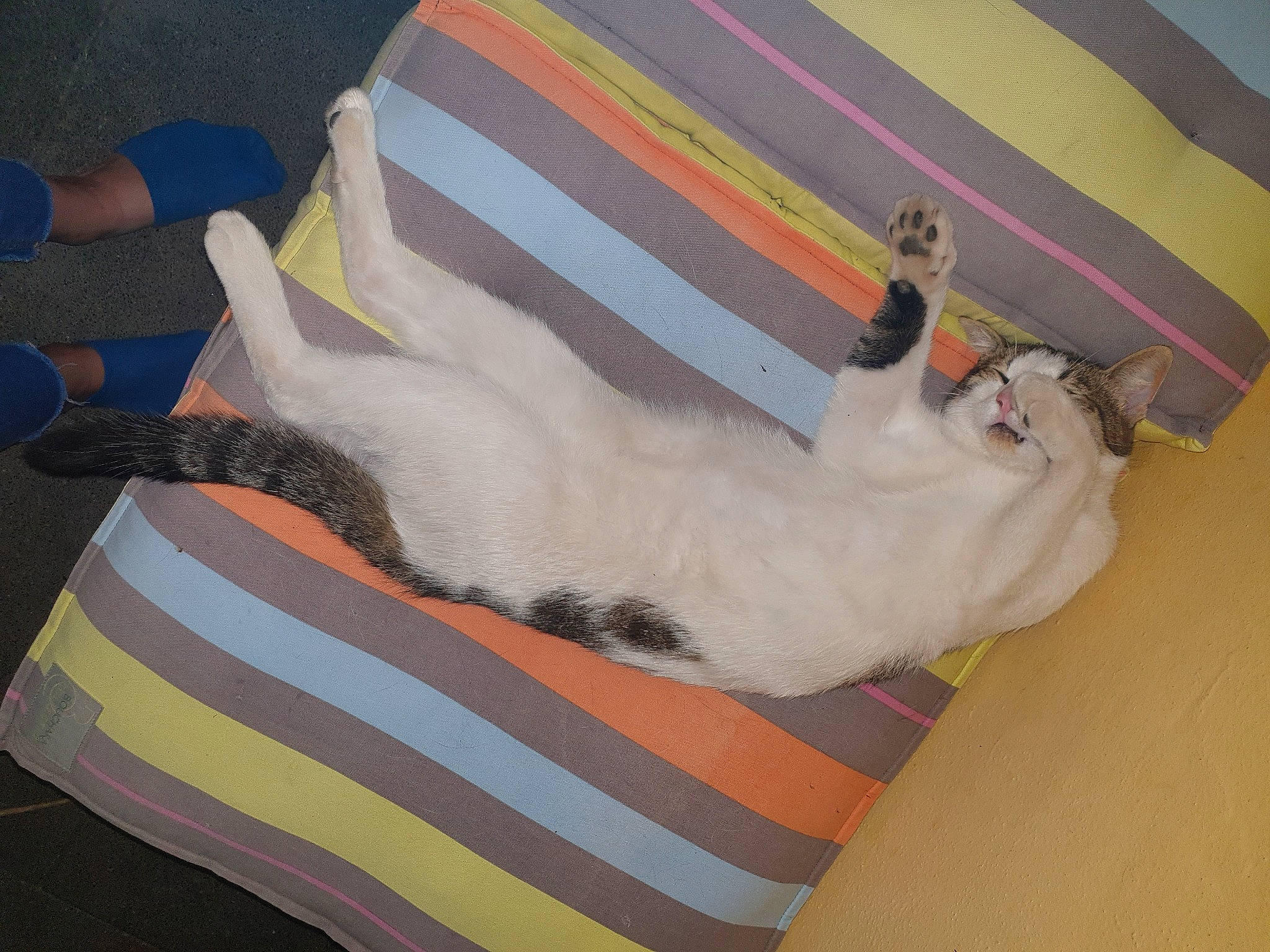 Oréo participe au concours pour gagner de l'argent avec cette photo : carnivore, cat, felidae, small_to_medium_sized_cats, tail