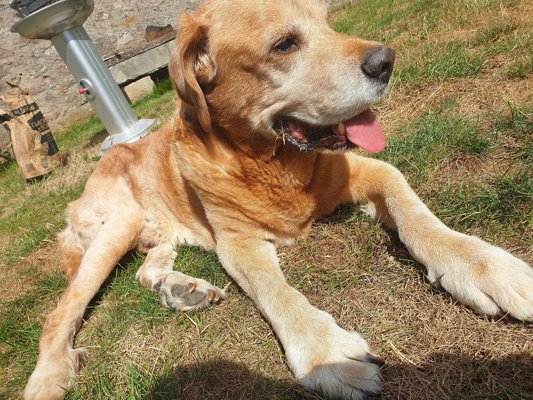 Foufi participe au concours pour gagner de l'argent avec cette photo : canidae, carnivore, companion_dog, dog, dog_breed, fawn, golden_retriever, labrador_retriever, mammal, retriever, snout, sporting_group, vertebrate