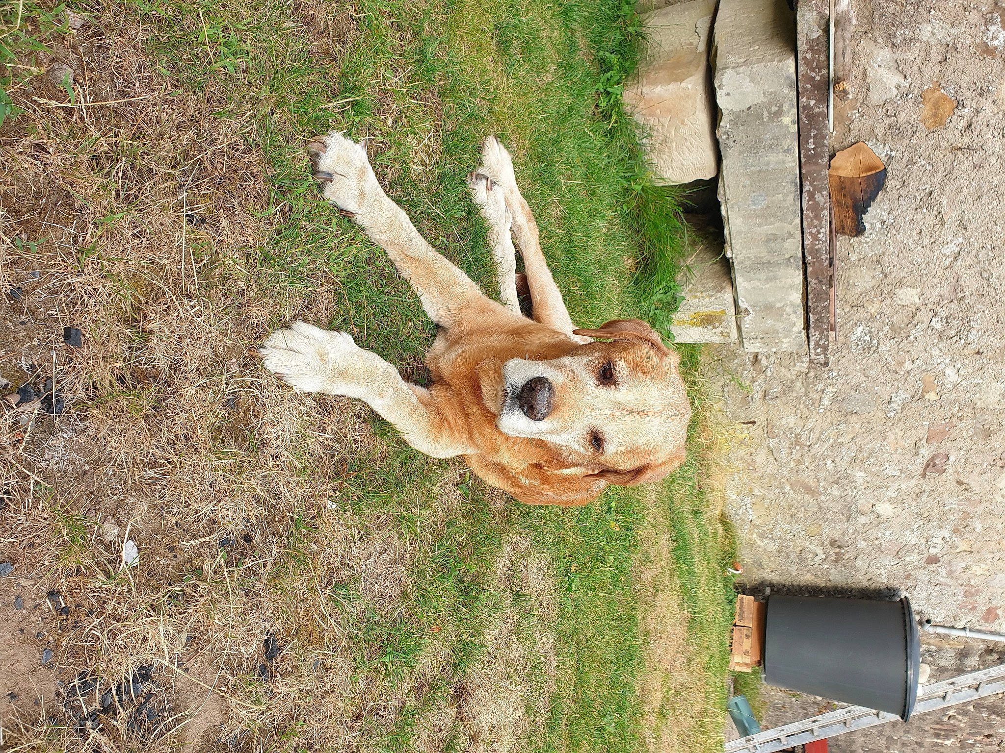 Foufi participe au concours pour gagner de l'argent avec cette photo : canidae, fawn, grass