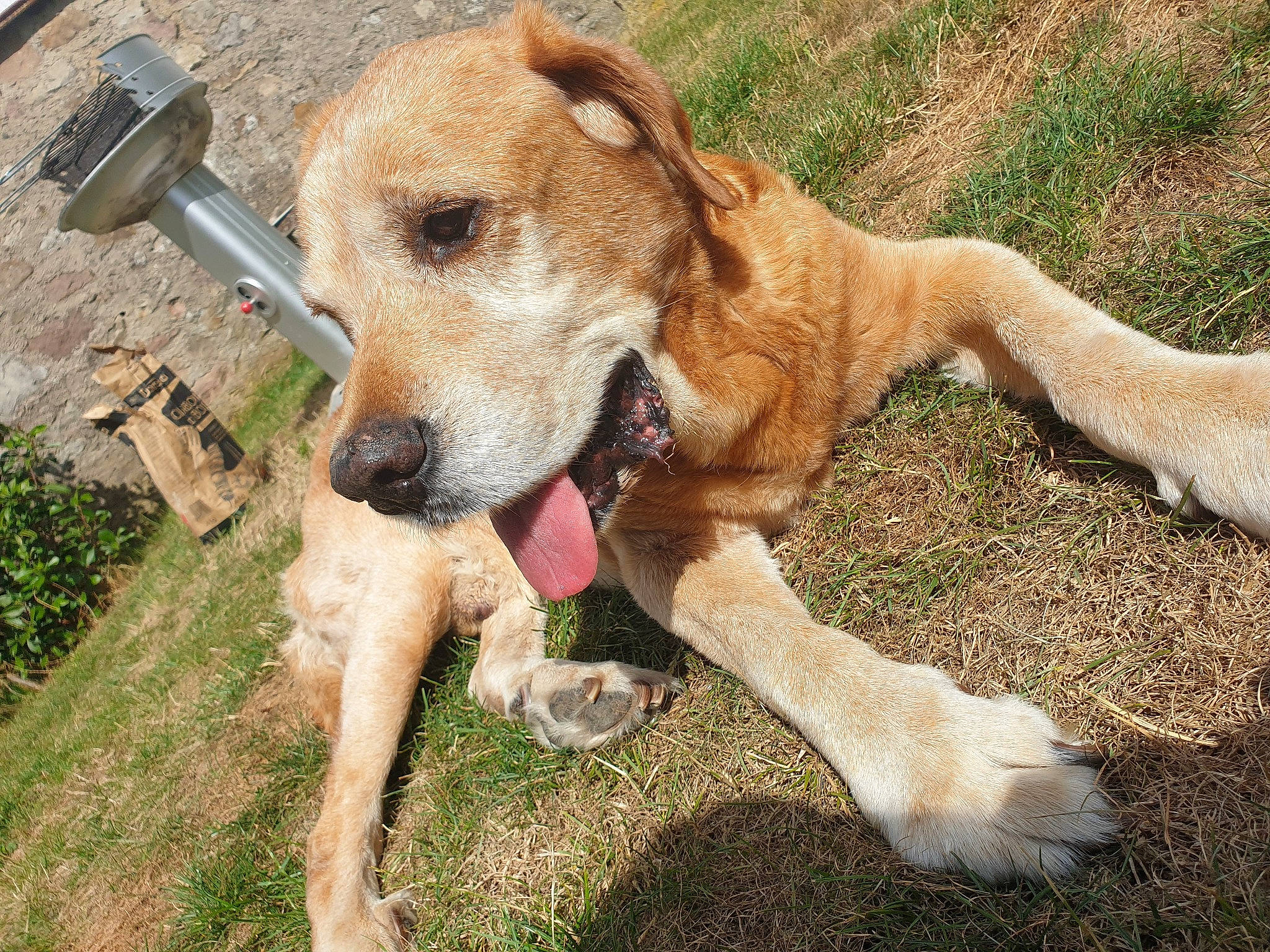 Foufi participe au concours pour gagner de l'argent avec cette photo : black_mouth_cur, canidae, carnivore, companion_dog, dog, dog_breed, fawn, hunting_dog, labrador_retriever, mammal, mountain_cur, potcake_dog, rare_breed_dog, snout, sporting_group, street_dog, vertebrate