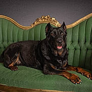 Socorro joined the competition — help win amazing prizes! dog, black_dog, pet, animal, sofa, green_sofa, vintage_furniture, indoor, portrait, relaxed, lying_down, fur, ears, nails, snout, eyes, paw, comfort, decor, studio