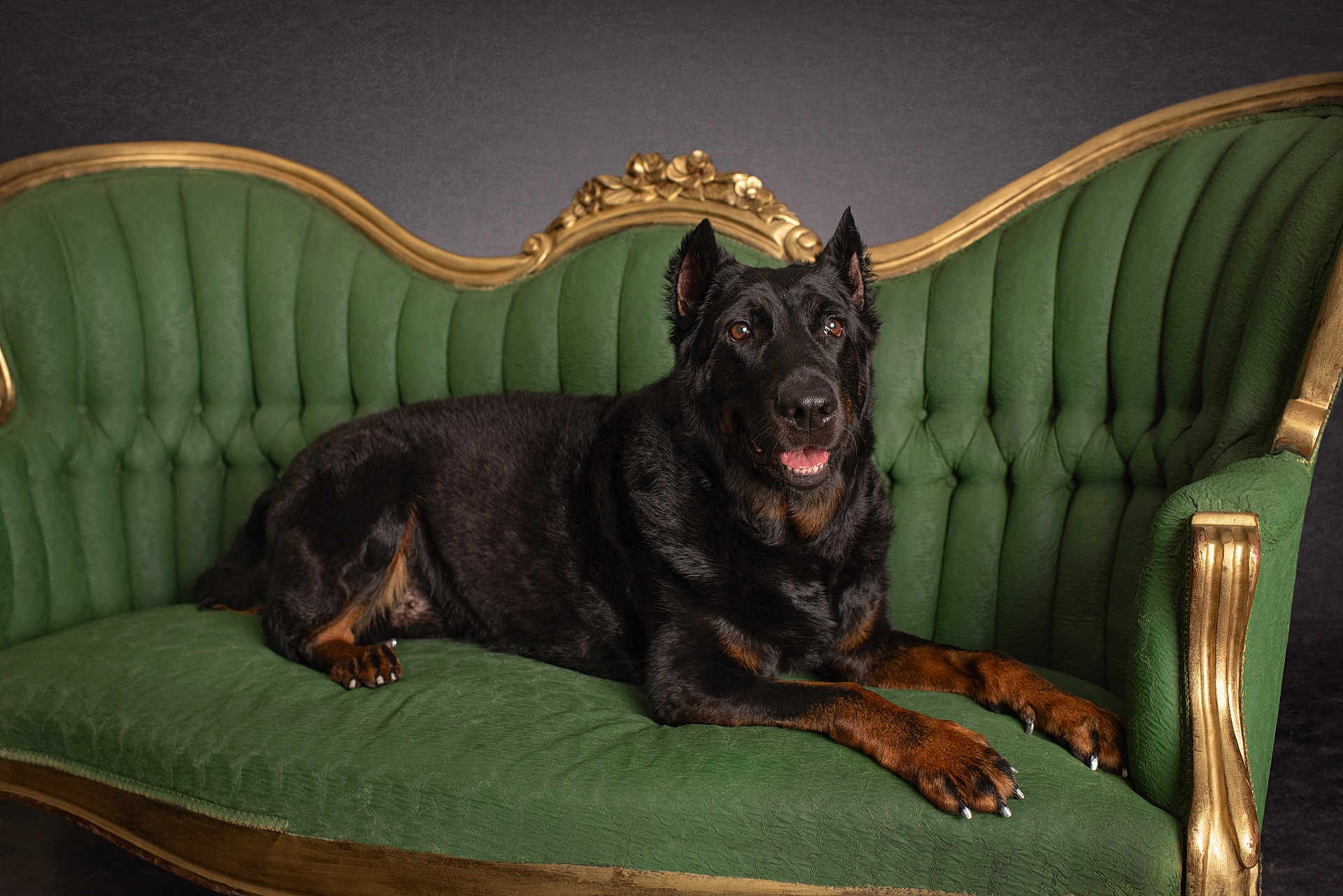 Socorro joined the competition — help win amazing prizes! dog, black_dog, pet, animal, sofa, green_sofa, vintage_furniture, indoor, portrait, relaxed, lying_down, fur, ears, nails, snout, eyes, paw, comfort, decor, studio