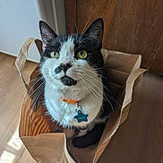 Ollie joined the competition — help win amazing prizes! cat, black_and_white, paper_bag, floor, wood, collar, tag, indoor, pet, whiskers, curious, sitting, looking_up, light_and_shadow, domestic_cat, feline, close_up, cute, animal, household