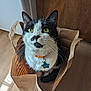 cat, black_and_white, paper_bag, floor, wood, collar, tag, indoor, pet, whiskers, curious, sitting, looking_up, light_and_shadow, domestic_cat, feline, close_up, cute, animal, household
