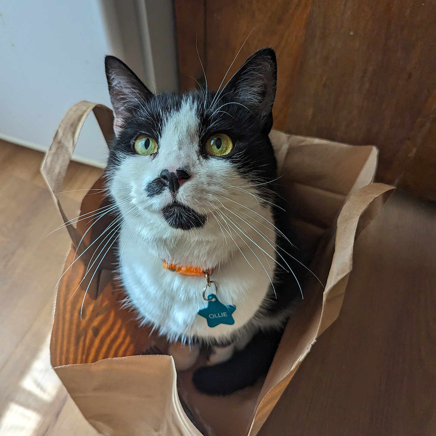 Ollie joined the competition — help win amazing prizes! animal, black_and_white, cat, close_up, collar, curious, cute, domestic_cat, feline, floor, household, indoor, light_and_shadow, looking_up, paper_bag, pet, sitting, tag, whiskers, wood