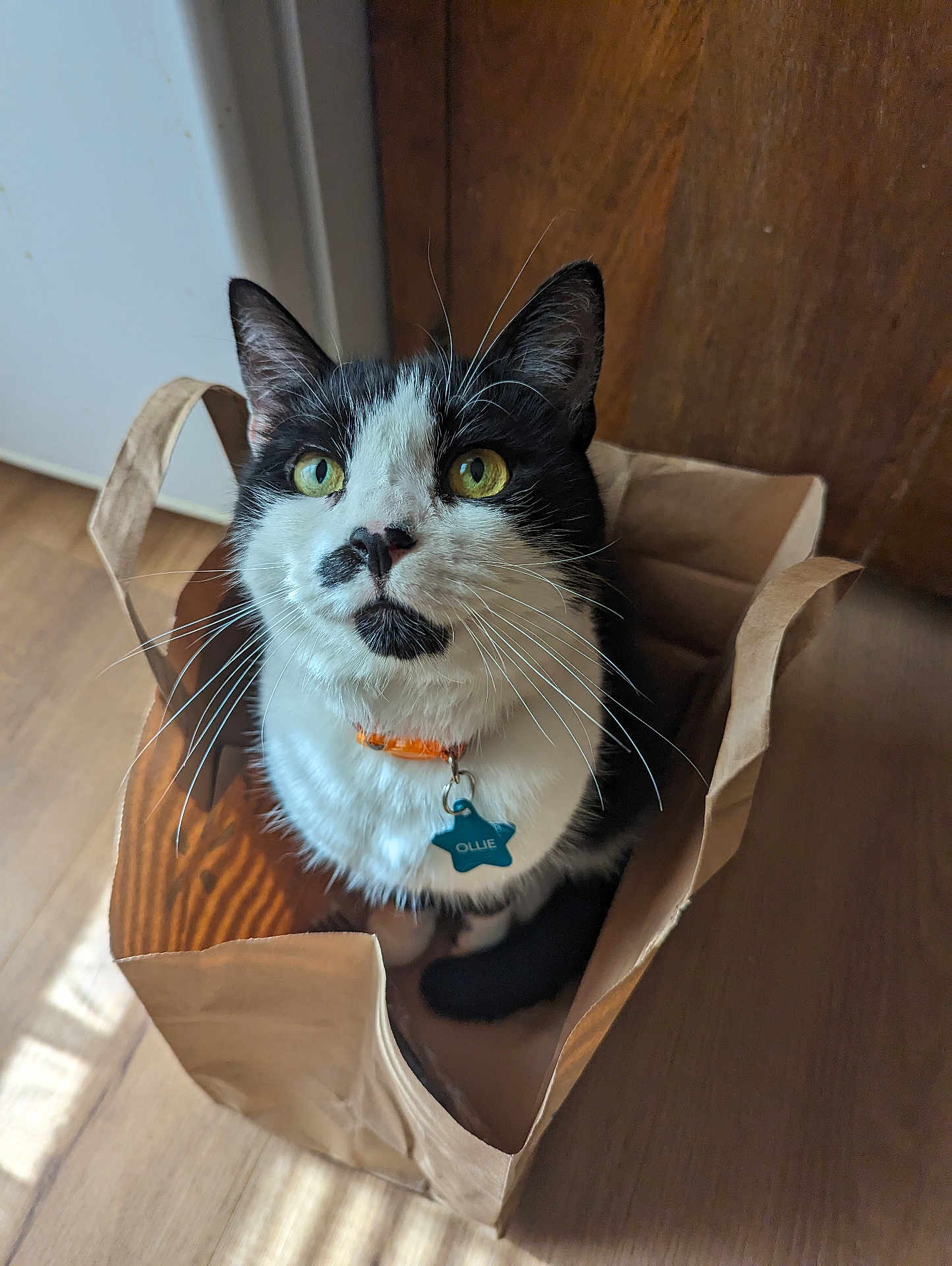 Ollie joined the competition — help win amazing prizes! cat, black_and_white, paper_bag, floor, wood, collar, tag, indoor, pet, whiskers, curious, sitting, looking_up, light_and_shadow, domestic_cat, feline, close_up, cute, animal, household