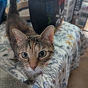Elsie joined the competition — help win amazing prizes! cat, tabby, pet, animal, indoor, bedspread, floral_pattern, curious, whiskers, ears, eyes, feline, domestic, closeup, household, furniture, floor, collar, tail, mammal