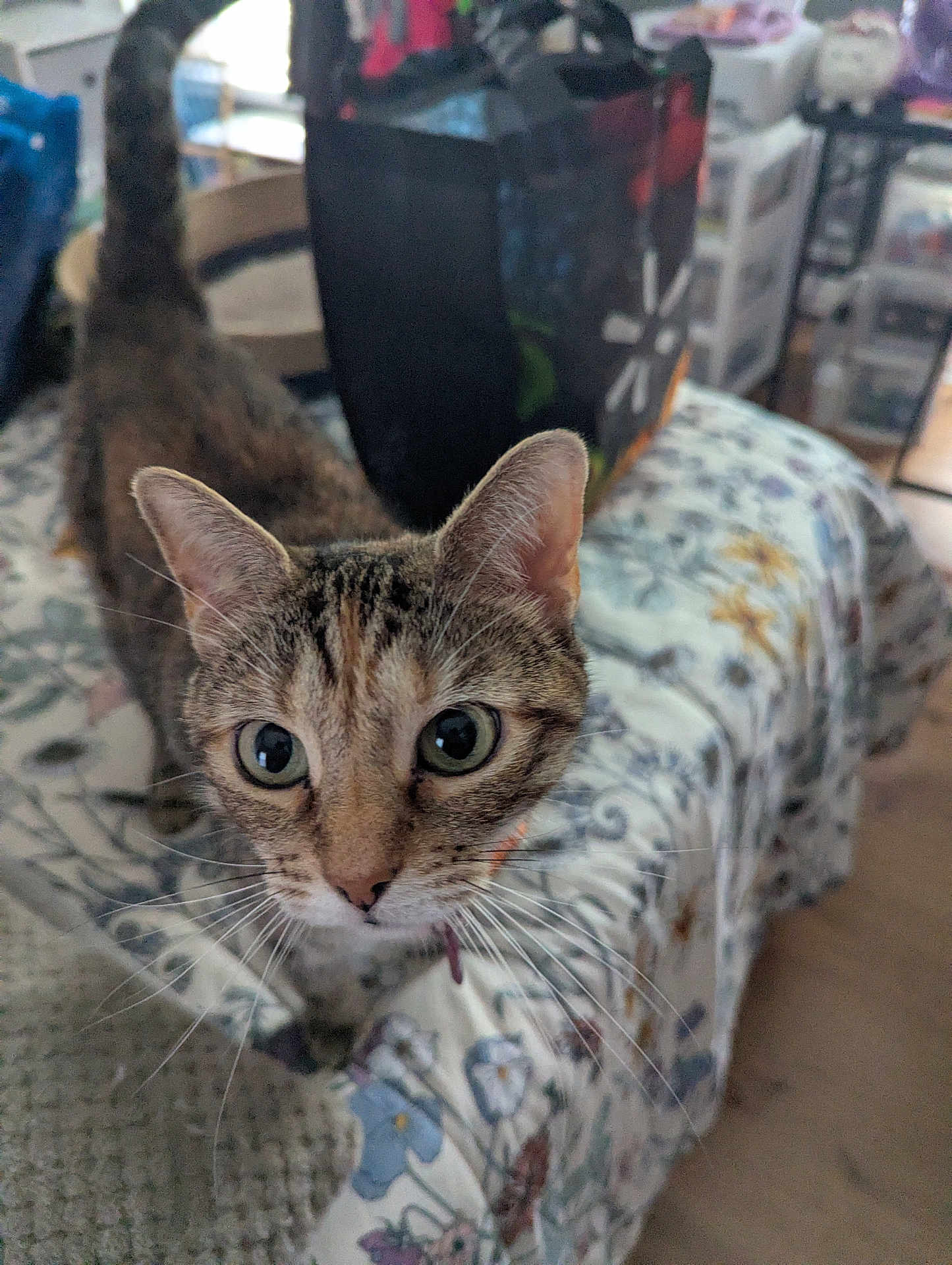 Elsie