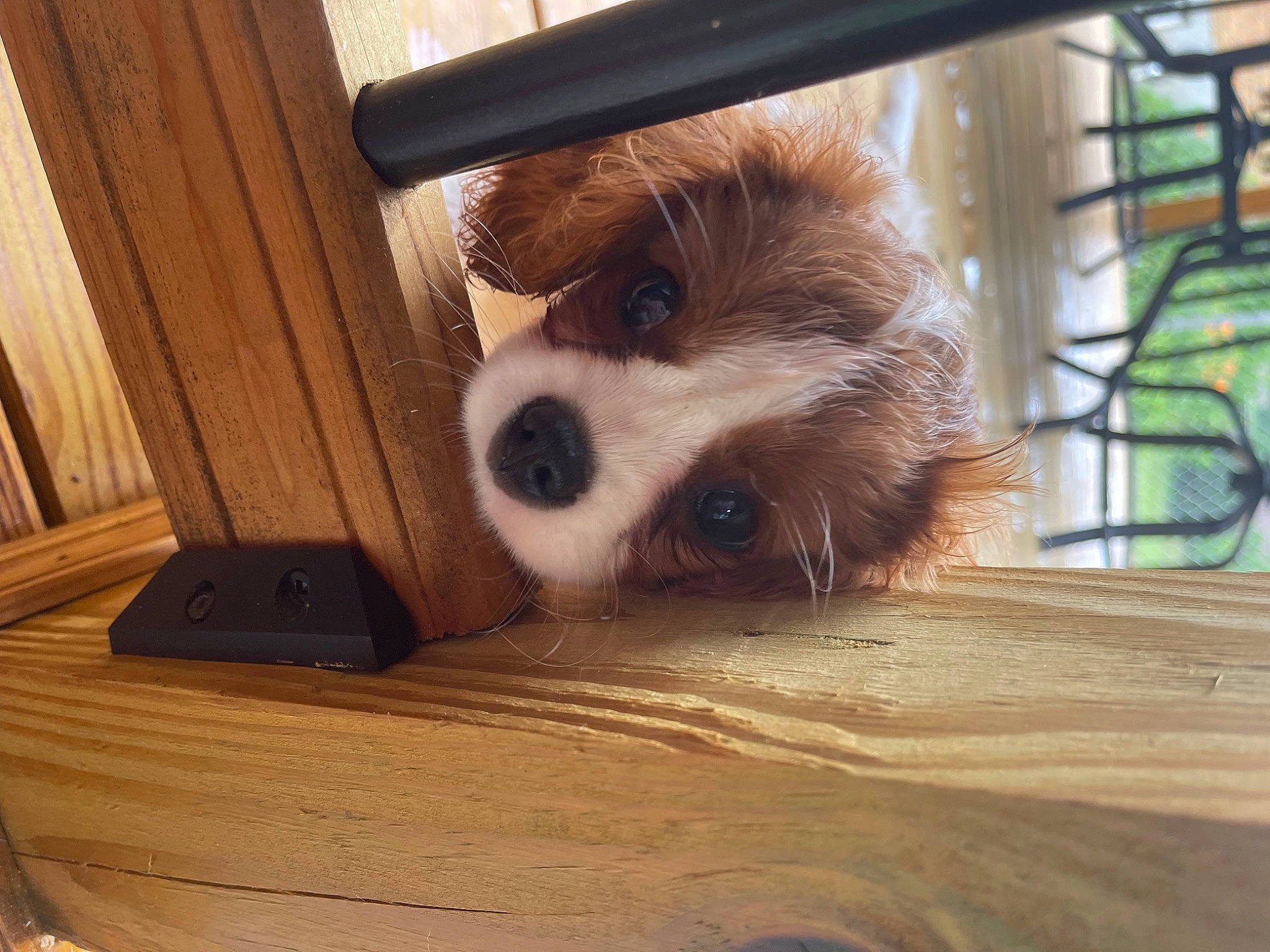 Allie joined the competition — help win amazing prizes! brown, canidae, carnivore, chair, companion_dog, dog, dog_breed, fawn, fur, hardwood, liver, pet_supply, snout, sporting_group, terrestrial_animal, toy_dog, whiskers, wood, wood_stain, working_animal