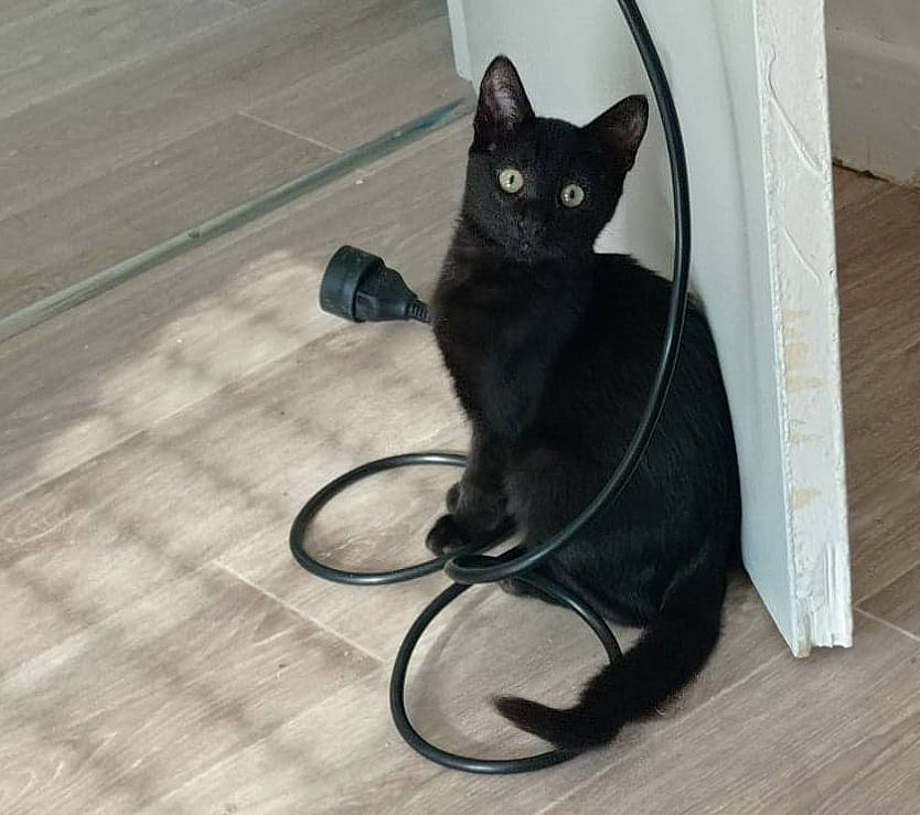 Luffy a rejoint le concours — aidez-le/la à gagner de superbes lots ! black_cat, bombay, carnivore, cat, comfort, domestic_short_haired_cat, felidae, floor, flooring, fur, grey, hardwood, leg, paw, sitting, small_to_medium_sized_cats, snout, tail, whiskers, wood