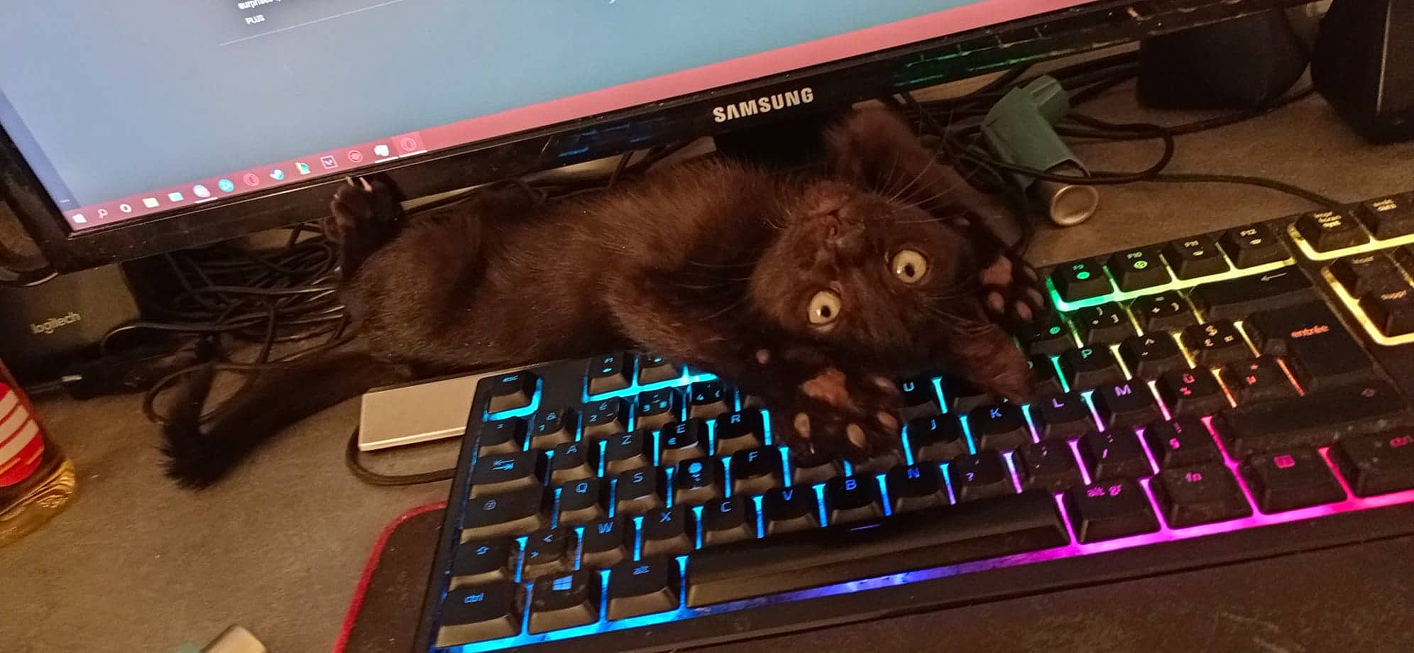 Luffy participe au concours pour gagner de l'argent avec cette photo : audio_equipment, carnivore, computer, computer_hardware, computer_keyboard, display_device, electronic_instrument, felidae, gadget, input_device, keyboard, multimedia, netbook, output_device, peripheral, personal_computer, small_to_medium_sized_cats, space_bar, touchpad, whiskers