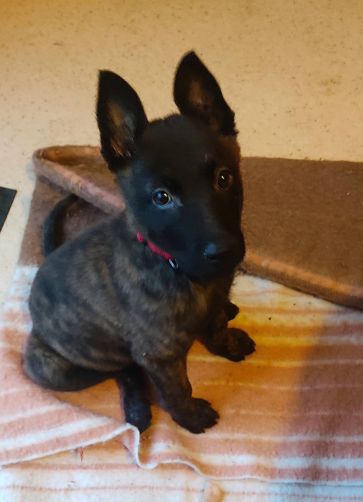 Ugo participe au concours pour gagner de l'argent avec cette photo : canidae, carnivore, companion_dog, dog, dog_breed, dog_supply, ear, eye, fawn, flooring, fur, hardwood, liver, non_sporting_group, snout, sporting_group, tail, whiskers, wood, working_animal