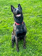 Ugo participe au concours pour gagner de l'argent avec cette photo : canidae, carnivore, companion_dog, dog, dog_breed, grass, grassland, groundcover, non_sporting_group, sporting_group, tail, terrestrial_animal, working_animal, working_dog